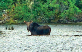 A Moose on the Loose